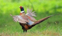 火影山鸡鱼最新爆料,山鸡鱼最新爆料揭秘，神秘剧情即将揭晓！