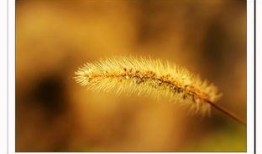 小草 在线观看,在线观看，感受生命的顽强与希望