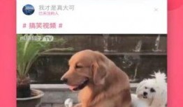 皮皮虾爆料文字版搞笑视频,搞笑视频文字版，笑料百出，笑到肚子疼！