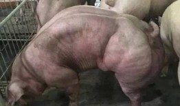 猪哼爆料老林视频在线观看,揭秘老林视频背后的精彩瞬间