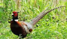 火影山鸡鱼最新爆料,山鸡鱼最新爆料揭秘，神秘剧情即将揭晓！