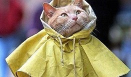 万圣节猫猫斗篷爆料视频,萌宠斗篷背后的故事