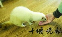 貂民在线观看,揭秘网络直播的奇幻世界