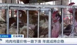 肉鸡直播爆料韩国视频,韩国热门视频背后的真实故事