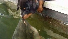 黄狗水池爆料视频播放,揭秘惊人真相