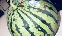 网红瓜怎么吃,轻松解锁美味新境界