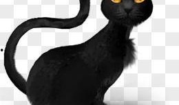 万圣节猫猫斗篷爆料视频,萌宠斗篷背后的故事