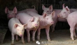 猪哼爆料老林视频在线观看,揭秘老林视频背后的精彩瞬间