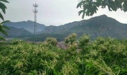 哈纳斯最新爆料,揭秘行业背后惊人内幕