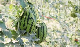 近期网红吃瓜爆料,娱乐圈最新瓜料大揭秘！