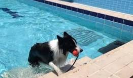 黄狗水池爆料视频播放,揭秘惊人真相