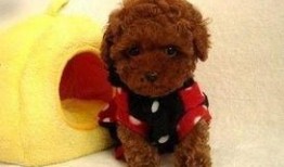 圈内泰迪爆料视频