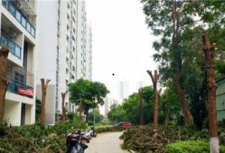 小区物业最新爆料,小区物业最新爆料，业主权益再升级！