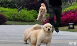 黄狗水池爆料视频播放,揭秘惊人真相