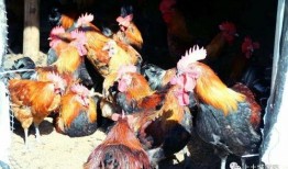 火影山鸡鱼最新爆料,山鸡鱼最新爆料揭秘，神秘剧情即将揭晓！