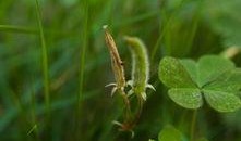 小草 在线观看,在线观看，感受生命的顽强与希望