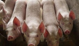 猪哼爆料老林视频在线观看,揭秘老林视频背后的精彩瞬间