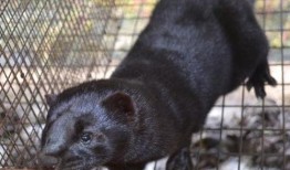 貂民在线观看,揭秘网络直播的奇幻世界