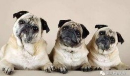 巴哥赤犬爆料视频大全集,揭秘幕后真相与精彩瞬间