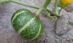 龙州网红黄小姐吃瓜事件,揭秘网络舆论的狂欢与反思