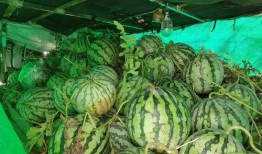 吃瓜合集免费,揭秘娱乐圈幕后故事，免费畅享娱乐盛宴