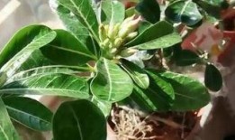 一枝莲爆料雪茄视频大全,雪茄视频大全大放送